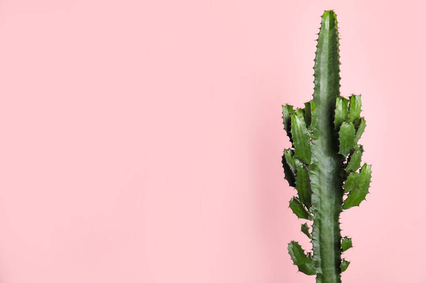 Beautiful cactus on pink background, space for text - Photo, Image