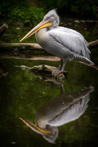 pelican bird in nature park  - Photo, image