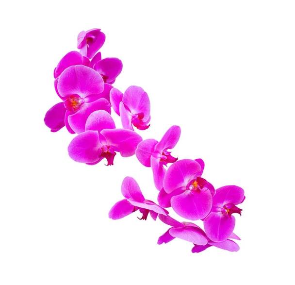 Fioletowy kwiat storczyk izolowane na białym tle - Zdjęcie, obraz
