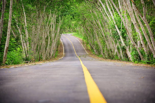 Tayland 'ın Kaeng Krachan Milli Parkı' nda doğal ağaç tüneli olan boş asfalt yol. Yol yüzeyinde ayrı şeritler için sarı çizgi işareti var. - Fotoğraf, Görsel
