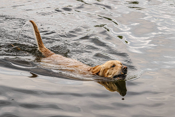 big red dog swimming in a lake  - Φωτογραφία, εικόνα