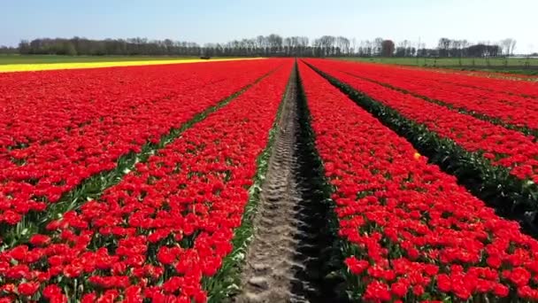 Légi felvétel tulipánföldekről Hollandiában - Felvétel, videó