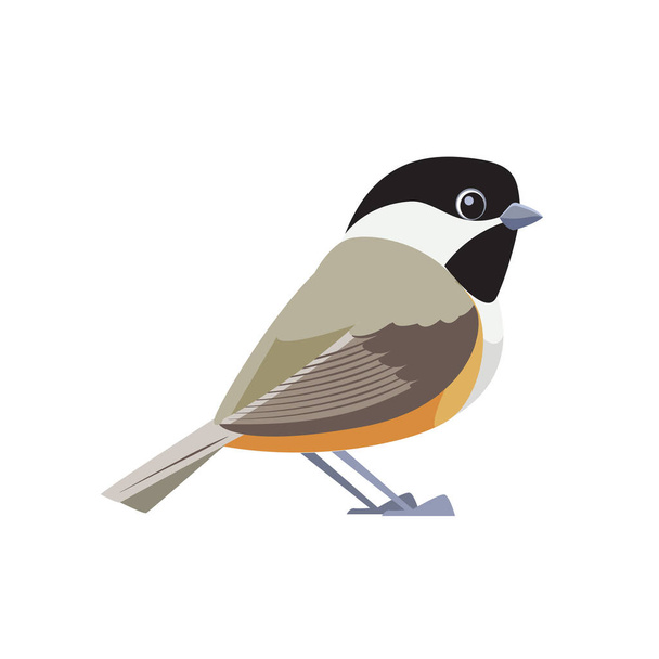 Black-capped chickadee is a small, songbird. It is a passerine bird in the tit family. Cartoon flat style beautiful character of ornithology, vector illustration isolated on white background - Vektor, obrázek