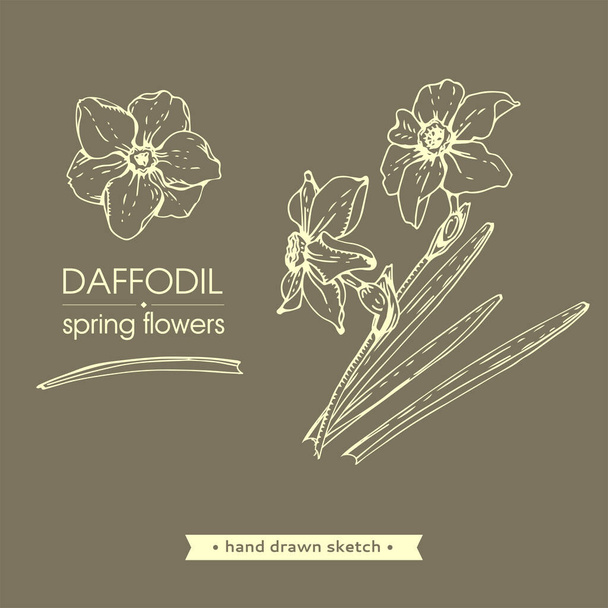 Errores de primavera, narcisos. Bocetos detallados dibujados a mano, ilustración botánica vectorial - Vector, imagen