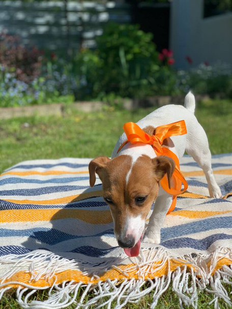 Jack Russell terrier perro con arco naranja de cerca. - Foto, imagen