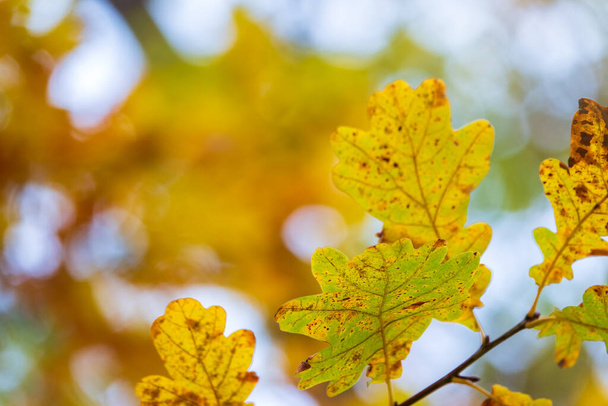 Eichenzweige mit gelben Blättern im Herbstpark. Leuchtend gelbe und orangefarbene Herbstblätter der Eiche. - Foto, Bild