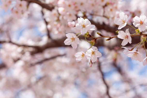 spring flowers, cherry blossom - Foto, Bild