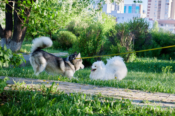 white and gray dogs playing in the garden - Photo, Image