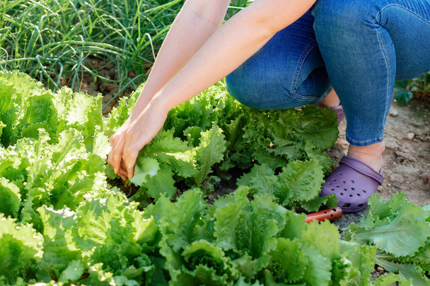A woman harvests lettuce from the garden. Hands close-up. Sunset light. Gardening and Harvest season concept. - Φωτογραφία, εικόνα