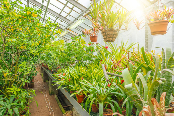 棚の上に熱帯生のブロメリアドの森の植物が立ち、ハンギングポットに掛け温室ガーデン - 写真・画像