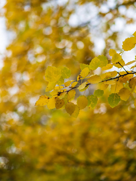 Aspen κλαδιά με κίτρινα φύλλα το φθινόπωρο κατά. Λαμπερά κίτρινα και πορτοκαλί φθινοπωρινά φύλλα του Aspen. Populus tremula, κοινώς ονομάζεται aspen, κοινή, ευρασιατική ή ευρωπαϊκή aspen - Φωτογραφία, εικόνα