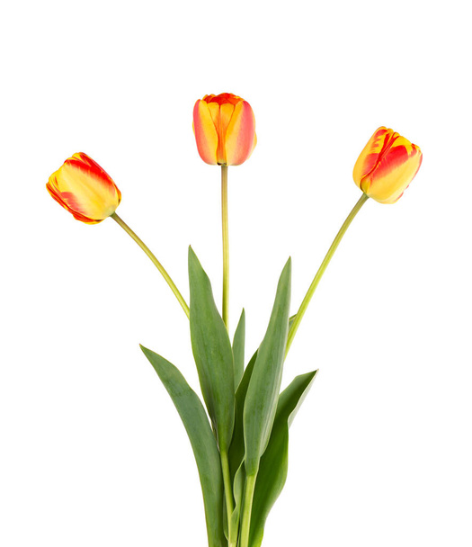 Tulipan kwiaty z liśćmi, izolowane na białym tle. piękne wiosenne kwiaty. - Zdjęcie, obraz