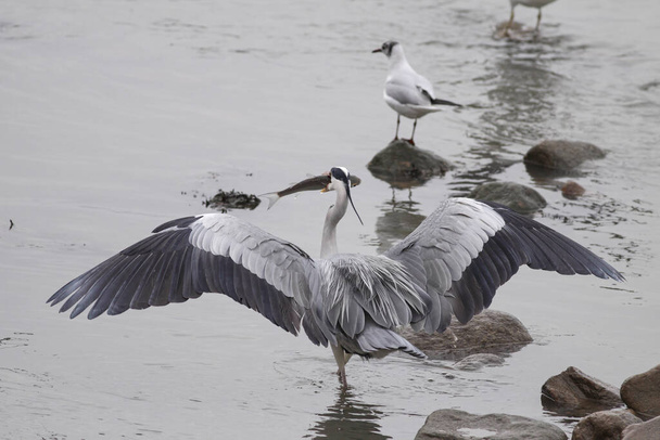 Heron flaunting his trophy, a mullet just caught in the Douro River, northern Portugal - Photo, Image