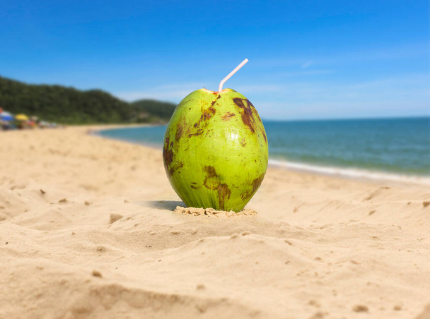 Cocco verde sulla spiaggia di sabbia. Sfondo spiaggia tropicale. - Foto, immagini
