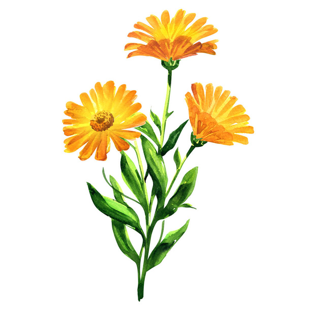 Branch of orange calendula officinalis. Marigold flowers or ruddles with leaves isolated, close up, hand drawn watercolor illustration on white - Fotografie, Obrázek