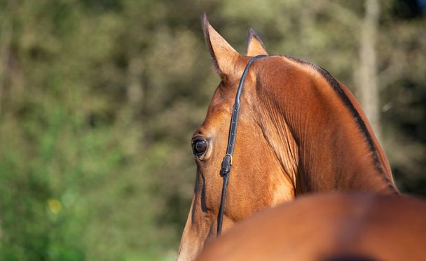 portrait of   Akhalteke breed horse.  back view. close up - Photo, Image