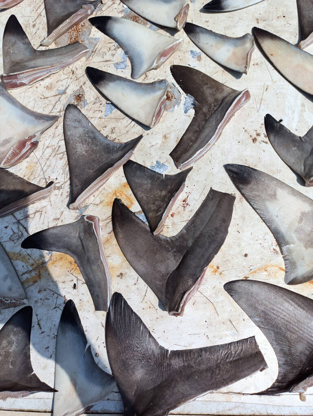 Peixes secos ou bifes de peixe de chicote cru espalhados na base branca para secá-lo ao sol, foco seletivo. - Foto, Imagem