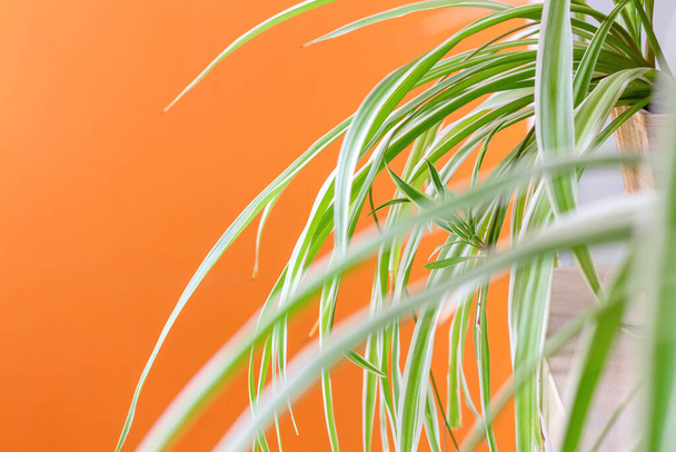 Spider plant in the room with orange wall. Chlorophytum laxum (Bichetii grass) indoors on orange background. Selective focus. - Photo, Image