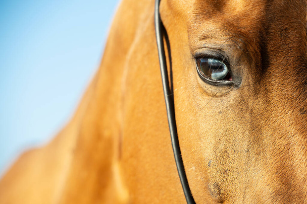  portrait of Akhalteke horse with blue eye against blue sky. close up - Foto, afbeelding