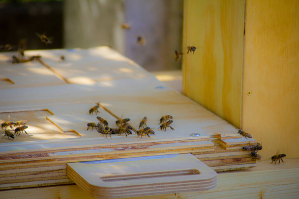 free bees on wooden hive. beekeeping - Foto, Imagen
