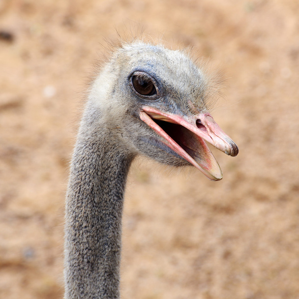 Ostrich headshot  - Foto, Imagem