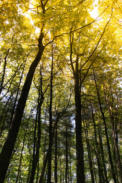 treetop in early summer in the forest - Fotoğraf, Görsel