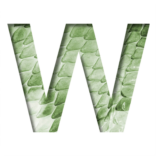 Snake scales font. The letter W cut out of paper on the background of a green snake skin with large scales. Set of decorative fonts. - Foto, Bild
