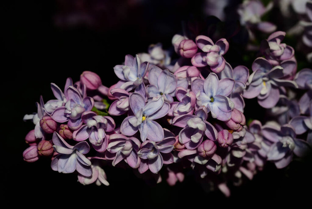Крупный план фиолетовых сирени, цветущих весной на темном фоне - Фото, изображение