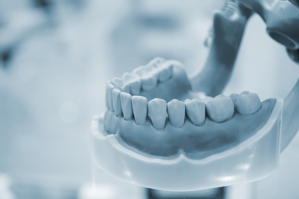 modelo de dentes humanos da mandíbula humana - Foto, Imagem