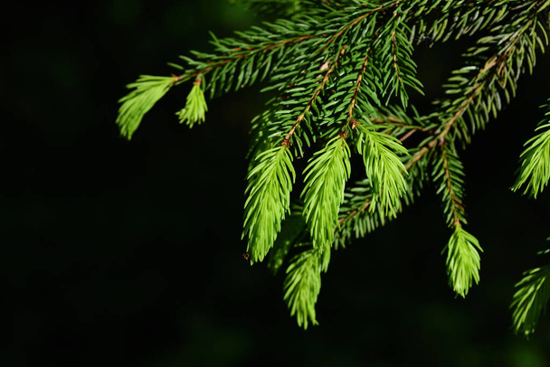 Close up of young spruce branches, with young new shoots growing against a dark background - Photo, image