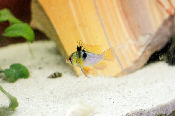 Mikrogeophagus ramirezi cíclido enano colorido peces de acuario de agua dulce. Foto de alta calidad - Foto, imagen