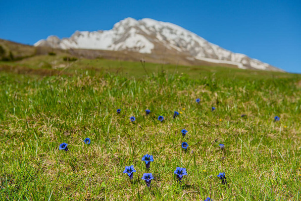 La flor de la gentianella floreció en las montañas - Foto, Imagen
