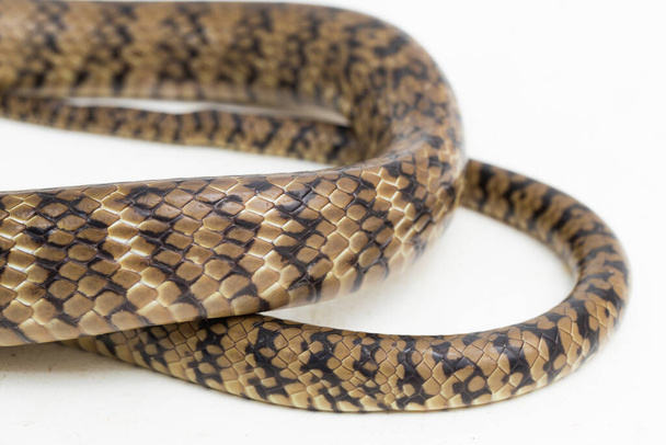 Ptyas mucosa, oriental ratsnake, Indian rat snake, isolated on white background. - Photo, Image
