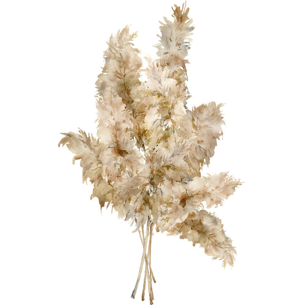 Watercolor tropical bouquet of dry pampas grass. Hand painted exotic card of plant isolated on white background. Floral illustration for design, print, fabric or background. - Photo, Image