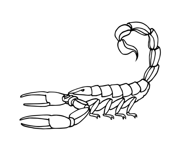 decorative scorpion, dangerous poisonous insect, predator, vector illustration with black ink contour lines isolated on a white background in a cartoon and hand drawn style - Vector, imagen
