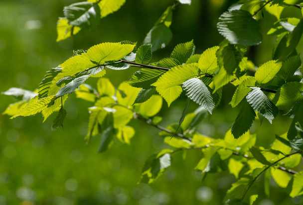 Young elm leaves in a spring - Fotografie, Obrázek