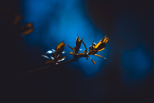 Rama mágica joven lila. Increíble brote, jeringa, familia de las aceitunas, Oleaceae en el bosque de primavera. Para fondo de pantalla, calendario - Foto, Imagen