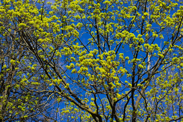 El arce florece en primavera. Cielo azul brillante, papel pintado o diseño. Acer es un género de árboles y arbustos conocidos como arces. La familia Sapindaceae - Foto, Imagen