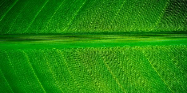 Рослина тропічного пальмового листя стролиці крупним планом макро текстурованого фону. Високоякісна фотографія
 - Фото, зображення