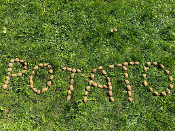 De inscriptie aardappelen gemaakt van brieven van natuurlijk geel mooie rijpe smakelijke gezonde zetmeelhoudende aardappelen vers in de grond op groen gras. De achtergrond. - Foto, afbeelding