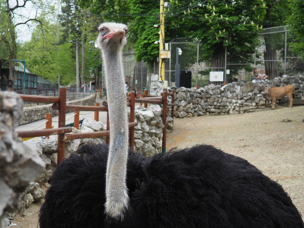 Belgrade, Serbia, April 25 2021 African ostrich, Masai ostrich, stretched out its neck. The largest of the modern birds. Struthio camelus, a ratite flightless bird of the Struthionidae ostrich family. - Фото, изображение