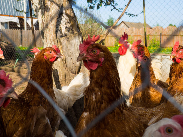 Um bando de galinhas e um galo pastam na rua atrás da cerca. - Foto, Imagem