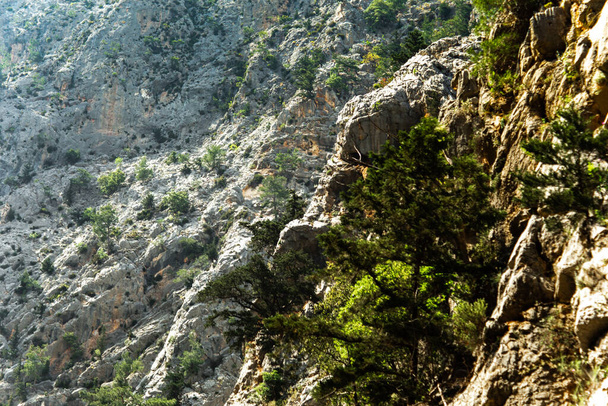 High mountains and green pine forest in the afternoon in summer - Φωτογραφία, εικόνα