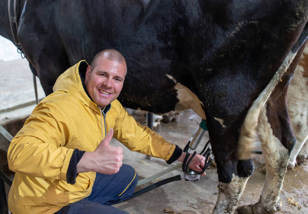 Boer met behulp van automatische melkmachine op Holstein koe. Jongeman hurkend glimlachend tevreden tonen duimen omhoog.  - Foto, afbeelding