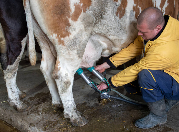 酪農家の若い男が搾乳機を使用して酪農牛の横にうずき.  - 写真・画像