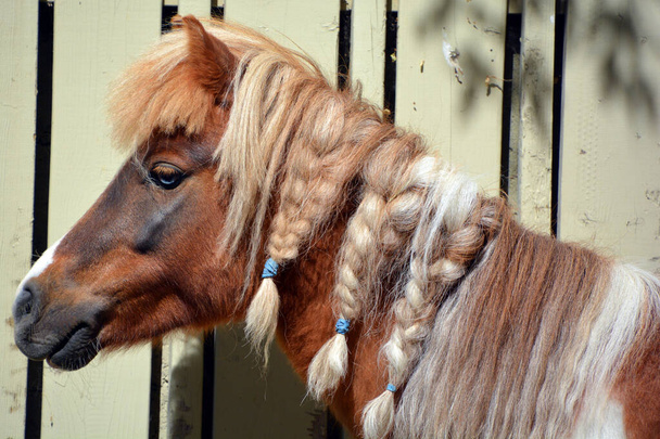 Miniature horses are the size of a very small pony, many retain horse characteristics and are considered horses by their respective registries. They have various colors and coat patterns - Photo, Image