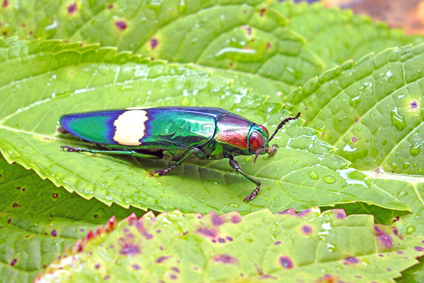 Chrysochroa suandersii es una especie de coleóptero de la familia Buprestidae en el sudeste asiático. Escarabajo joya con gota de lluvia sobre hojas verdes - Foto, imagen