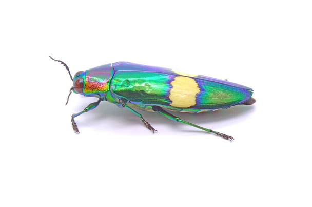 Besouro (Chrysochroa suandersii) isolado sobre fundo branco. Metallic wood-boring beetle é uma espécie de insetos coleópteros polífagos pertencente à família Buprestidae.. - Foto, Imagem