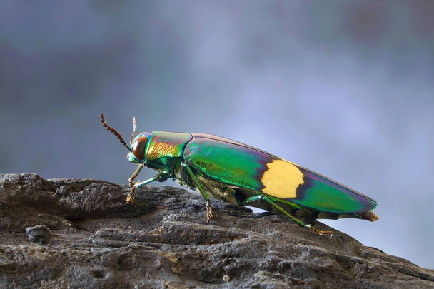 Chrysochroa suandersii (Chrysochroa suandersii) est une espèce de coléoptère d'Asie du Sud-Est. Mise au point sélective ; fond flou. - Photo, image