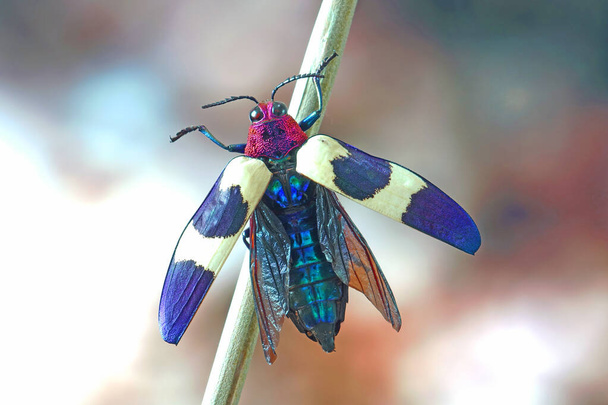 バンド・ジュエル・ビートル(Chrisochroa buqueti rugicolis)またはレッド・スペックル・ビートル(Red speckled Better)は、東南アジアのビートルの一種で、世界で最も美しい昆虫の一つである。 - 写真・画像